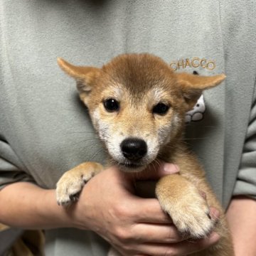 柴犬(豆柴)【香川県・女の子・2024年8月7日・赤色】の写真「小ぶり柴ちゃん」