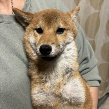 柴犬(標準サイズ)【香川県・女の子・2024年8月4日・赤色】の写真「小ぶりの女の子。」