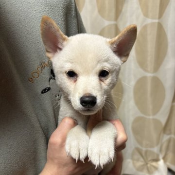 柴犬(標準サイズ)【香川県・男の子・2024年9月23日・白色】の写真「綺麗な白です。」