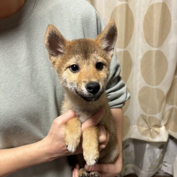 柴犬(豆柴)【香川県・男の子・2024年8月7日・赤色】の写真「小さい柴犬」