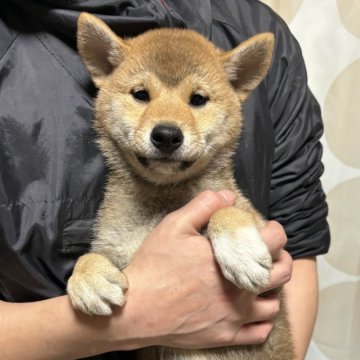 柴犬(標準サイズ)【香川県・男の子・2024年10月22日・赤色】の写真「イケメンくん。」