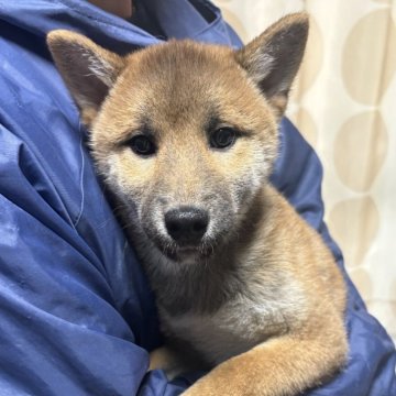 柴犬(豆柴)【香川県・男の子・2024年8月23日・赤色】の写真「美男子」