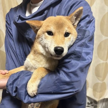 柴犬(標準サイズ)【香川県・男の子・2024年9月8日・赤色】の写真「綺麗な赤柴男の子」