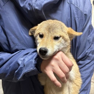 豆柴【香川県・女の子・2024年8月7日・赤色】の写真「可愛い豆ちゃん」