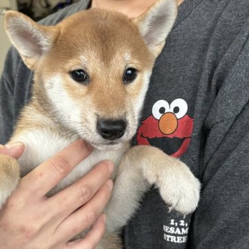 柴犬(標準サイズ)【香川県・男の子・2024年9月8日・赤色】の写真「綺麗な赤柴男の子」