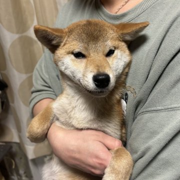 柴犬(標準サイズ)【香川県・男の子・2024年8月29日・赤色】の写真「お写真より実物の方が男前です。」