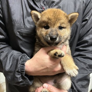 豆柴【香川県・男の子・2024年12月9日・赤色】の写真「イケメンくん」