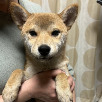 柴犬(標準サイズ)【香川県・女の子・2024年8月21日・赤色】の写真「綺麗な赤柴です。」