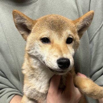 柴犬(標準サイズ)【香川県・女の子・2024年8月4日・赤色】の写真「小ぶりの女の子」