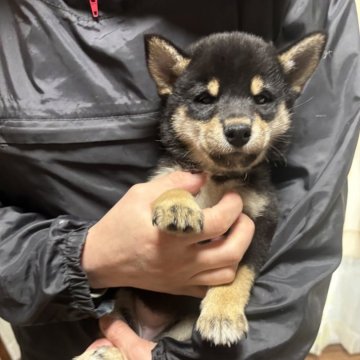 柴犬(豆柴)【香川県・女の子・2024年11月26日・黒色】の写真「ハイグレード。」