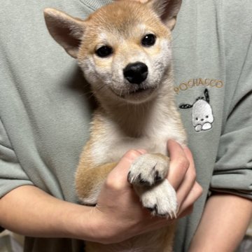 柴犬(標準サイズ)【香川県・女の子・2024年8月20日・赤色】の写真「綺麗な女の子」