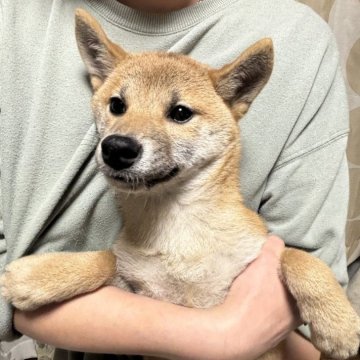 柴犬(標準サイズ)【香川県・女の子・2024年8月29日・赤色】の写真「可愛い女の子」