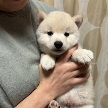 柴犬(豆柴)【香川県・男の子・2024年10月2日・白色】の写真「しろくまくん。」