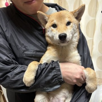 柴犬(標準サイズ)【香川県・男の子・2024年9月8日・赤色】の写真「綺麗な赤柴男の子」