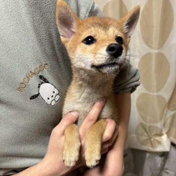 柴犬(豆柴)【香川県・女の子・2024年8月23日・赤色】の写真「小ぶりの柴ちゃん。」