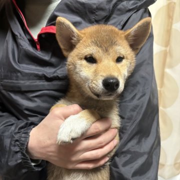 柴犬(標準サイズ)【香川県・男の子・2024年10月22日・赤色】の写真「イケメンくん。」