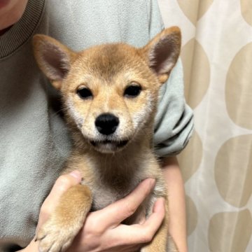 柴犬(標準サイズ)【香川県・女の子・2024年8月21日・赤色】の写真「綺麗な赤柴です。」