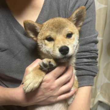 柴犬(標準サイズ)【香川県・女の子・2024年8月21日・赤色】の写真「綺麗な赤柴です。」