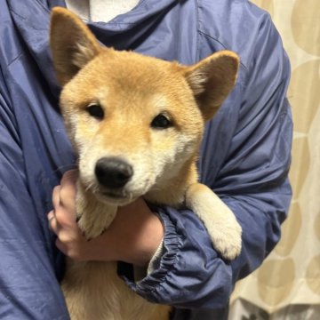 柴犬(標準サイズ)【香川県・男の子・2024年9月8日・赤色】の写真「綺麗な赤柴男の子」