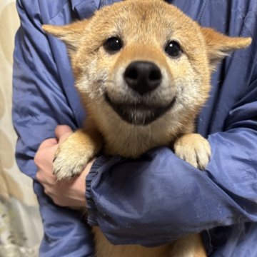 柴犬(豆柴)【香川県・男の子・2024年8月7日・赤色】の写真「小さい柴犬」