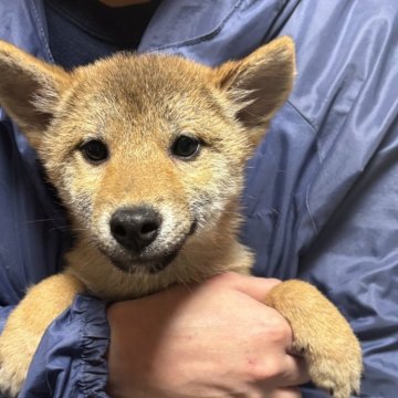 柴犬(豆柴)【香川県・男の子・2024年8月7日・赤色】の写真「小さい柴犬」