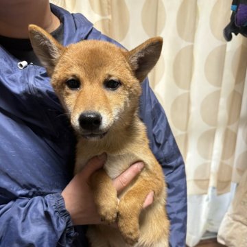 柴犬(豆柴)【香川県・女の子・2024年8月23日・赤色】の写真「小ぶりの柴ちゃん。」