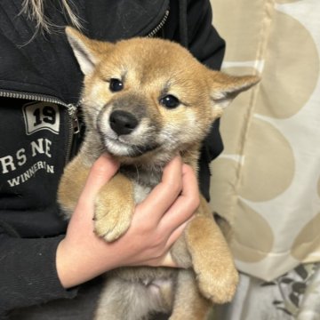 柴犬(豆柴)【香川県・男の子・2024年10月16日・赤色】の写真「可愛いお顔の柴犬。」