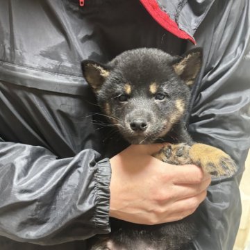 柴犬(豆柴)【香川県・男の子・2024年11月26日・黒色】の写真「小さいイケメンくん」