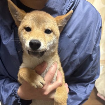 柴犬(豆柴)【香川県・女の子・2024年8月23日・赤色】の写真「小ぶりの柴ちゃん。」