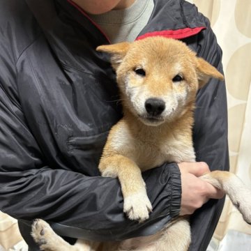 柴犬(標準サイズ)【香川県・男の子・2024年9月8日・赤色】の写真「綺麗な赤柴男の子」