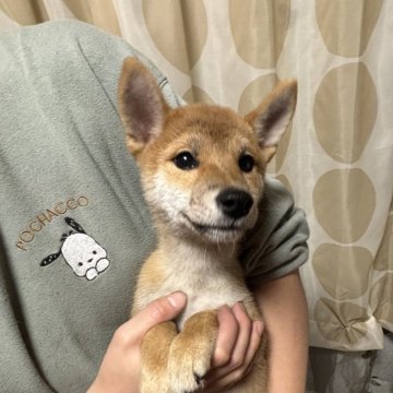 柴犬(豆柴)【香川県・女の子・2024年8月23日・赤色】の写真「小ぶりの柴ちゃん。」