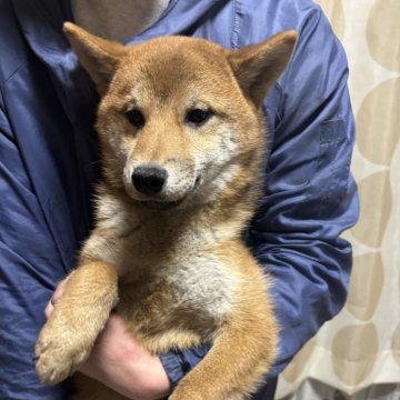 柴犬(標準サイズ)【香川県・女の子・2024年8月4日・赤色】の写真「小ぶりの女の子。」