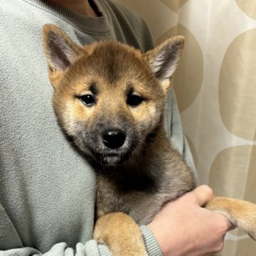 柴犬(豆柴)【香川県・男の子・2024年8月23日・赤色】の写真「美男子」