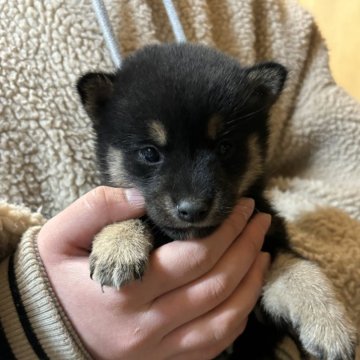 柴犬(豆柴)【香川県・女の子・2024年11月26日・黒色】の写真「小粒ちゃん」