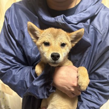 柴犬(豆柴)【香川県・女の子・2024年8月7日・赤色】の写真「可愛い豆ちゃん」