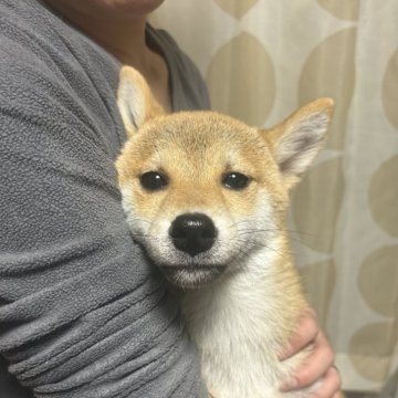 柴犬(標準サイズ)【香川県・女の子・2024年8月4日・赤色】の写真「小ぶりの女の子」