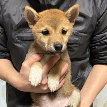 柴犬(標準サイズ)【香川県・女の子・2024年10月22日・赤色】の写真「美人さん」