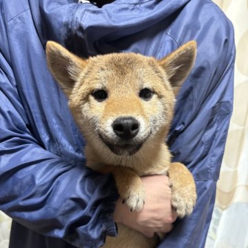 豆柴【香川県・男の子・2024年8月7日・赤色】の写真「小さい柴犬」