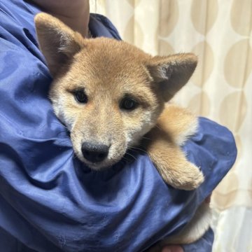 柴犬(豆柴)【香川県・男の子・2024年8月20日・赤色】の写真「イケメン柴です。」