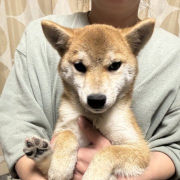 柴犬(標準サイズ)【香川県・女の子・2024年8月20日・赤色】の写真「綺麗な女の子」