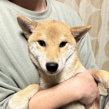 柴犬(標準サイズ)【香川県・男の子・2024年9月8日・赤色】の写真「綺麗な赤柴男の子」