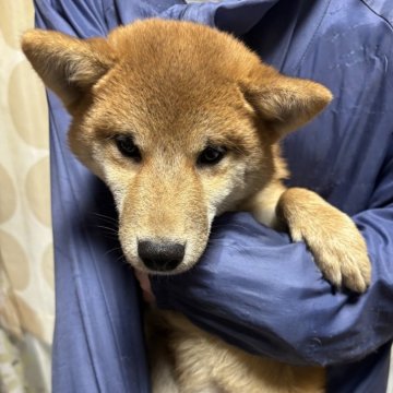 柴犬(豆柴)【香川県・男の子・2024年8月20日・赤色】の写真「イケメン柴です。」