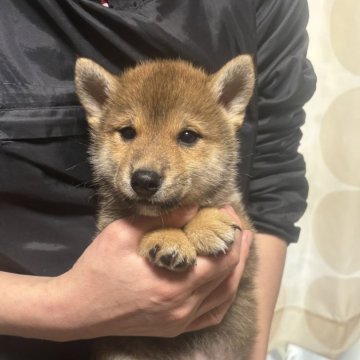 柴犬(豆柴)【香川県・男の子・2024年11月23日・赤色】の写真「可愛いですよ。」