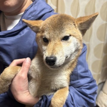 柴犬(標準サイズ)【香川県・男の子・2024年8月29日・赤色】の写真「お写真より実物の方が男前です。」