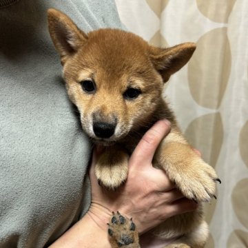 柴犬(豆柴)【香川県・女の子・2024年9月11日・赤色】の写真「小さい女の子」