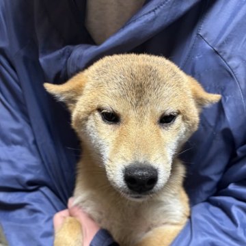 柴犬(豆柴)【香川県・女の子・2024年8月7日・赤色】の写真「可愛い豆ちゃん」