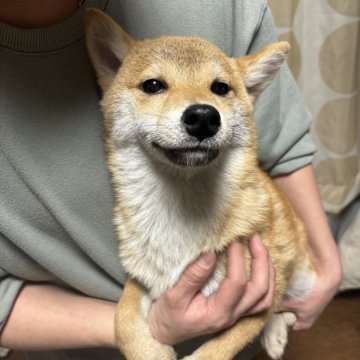 柴犬(標準サイズ)【香川県・女の子・2024年8月4日・赤色】の写真「小ぶりの女の子」