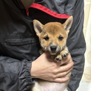 柴犬(豆柴)【香川県・女の子・2024年11月23日・赤色】の写真「小さくて可愛いですよ。」