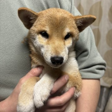 柴犬(標準サイズ)【香川県・男の子・2024年9月8日・赤色】の写真「綺麗な赤柴男の子」