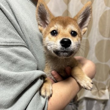 柴犬(豆柴)【香川県・男の子・2024年8月7日・赤色】の写真「小さい柴犬」